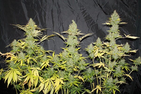Auto Skunk #1 Autofloreciente (3) - Seedsman - Imperioseeds Grow Shop ...