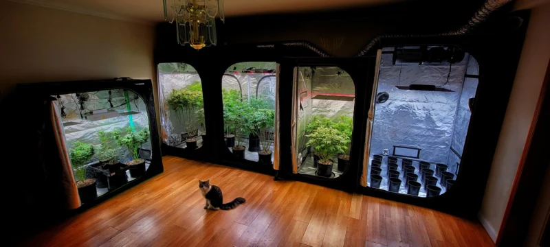 kit indoor completo imperioseeds